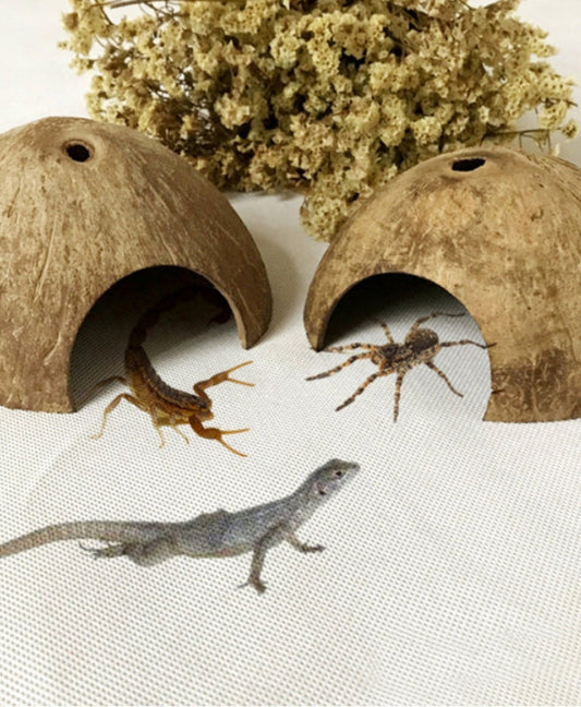 Natural Coconut Shell Reptile Habitat